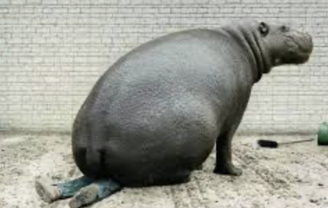 Очко бегемота